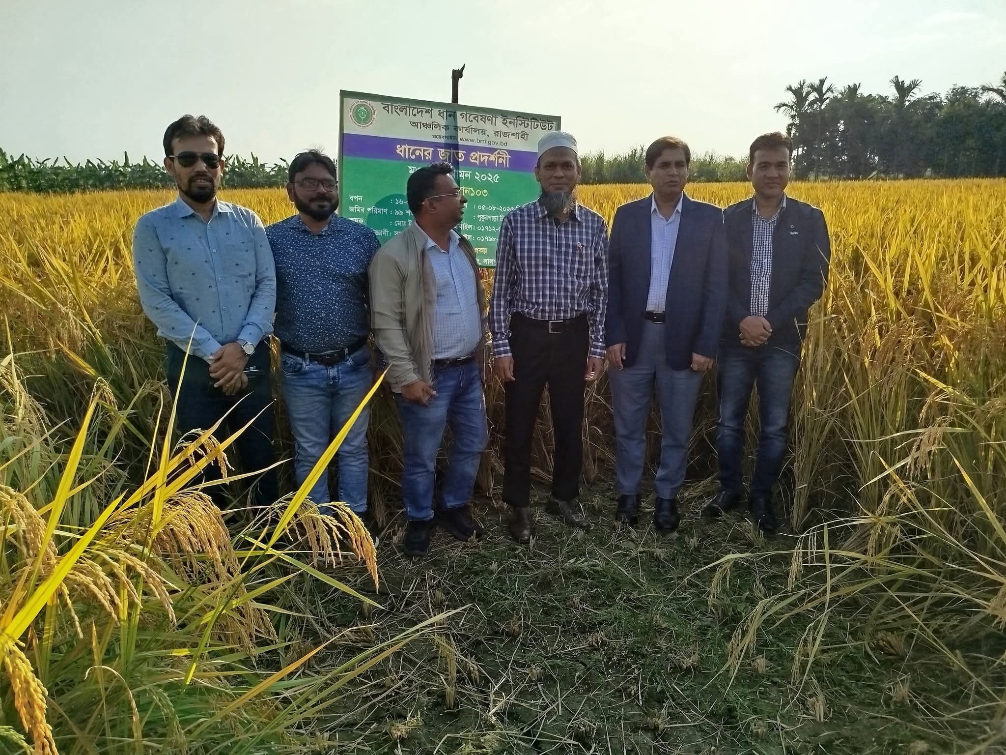 নাটোরে সম্ভাবনাময় ব্রি ধান-১০৩ চাষে সফলতা  