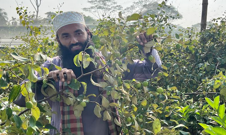 বন সুন্দরি কুল চাষে কৃষিতে নতুন দিগন্ত উন্মোচন করেছেন পটুয়াখালীর আবু জাফর