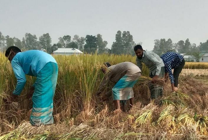 সোনালি ফসলে স্বস্তির হাসি বগুড়ার আমন চাষীদের মুখে