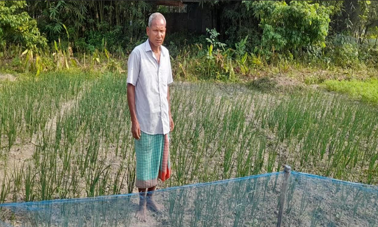 ঠাকুরগাঁওয়ে গ্রীষ্মকালীন পেঁয়াজ চাষে কৃষকের সফলতা