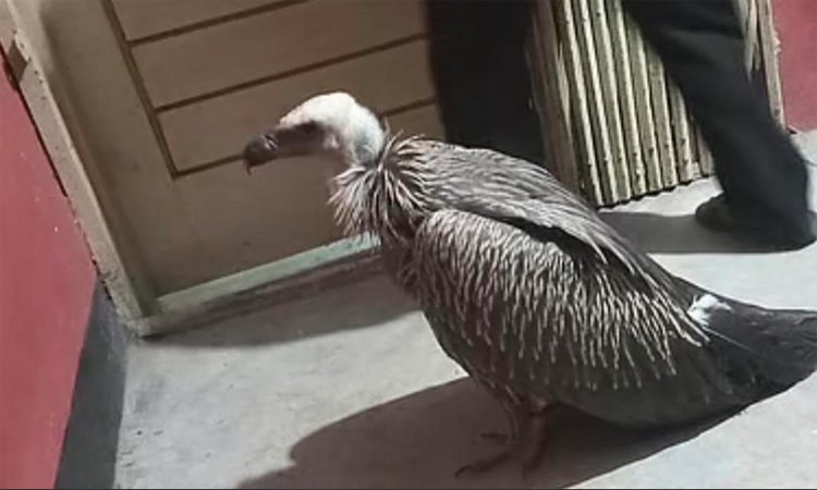 সাতকানিয়ায় হিমালয়ান গৃধিনী শকুন উদ্ধার