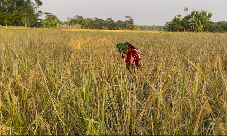 মাদারীপুরে মাঠজুড়ে চলছে আমন ধান কাটার মহোৎসব