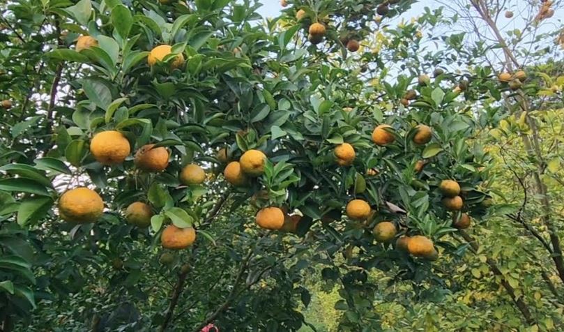 কমলা চাষে সম্ভাবনার নতুন দুয়ার খুলছেন শিবচরের উদ্যোক্তা রাসেল