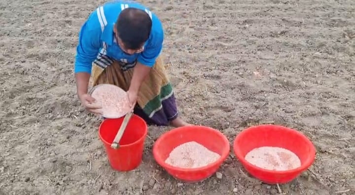 পটুয়াখালীতে সার সংকটে উৎপাদন নিয়ে শঙ্কায় তরমুজ চাষিরা