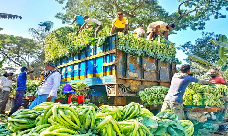 মধ্যস্বত্বভোগীদের দখলে সবজির মুনাফা, কাঙ্ক্ষিত লাভ থেকে বঞ্চিত কৃষকরা