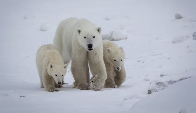 শাবক দত্তক নিয়েছে মেরু ভালুক মা