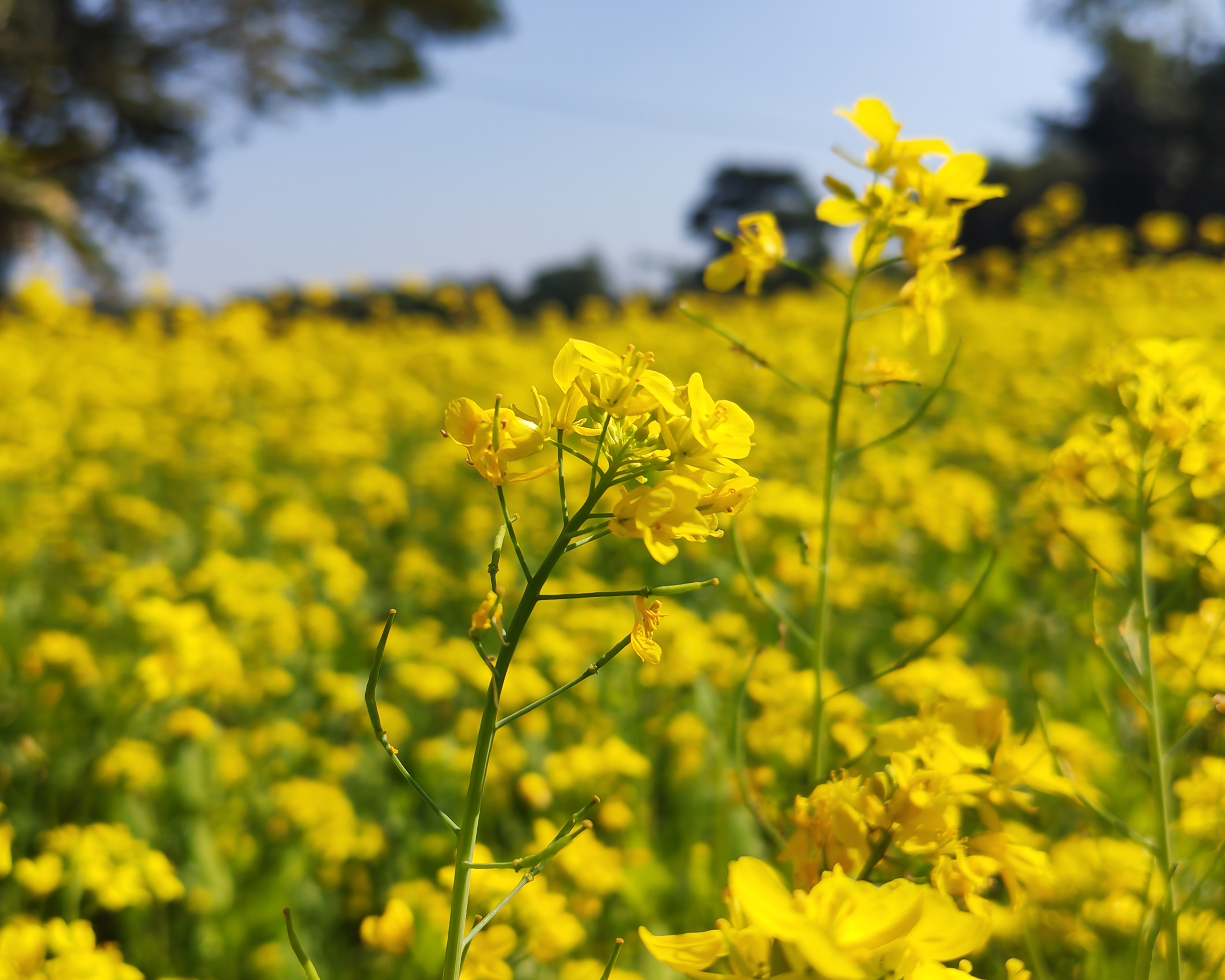 নেত্রকোণায় সরিষা আবাদে অধিক ফলনের হাতছানি