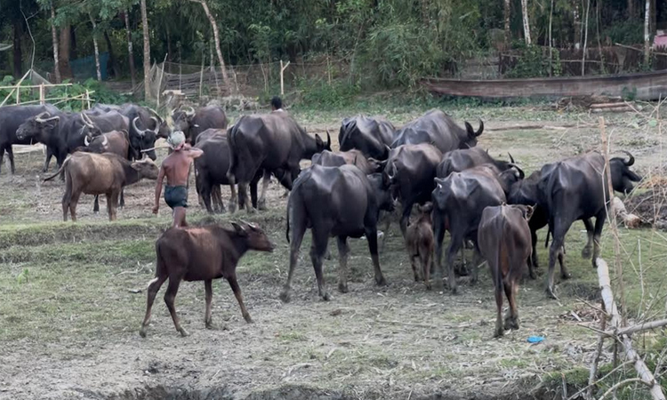 চরজুড়ে দুধ ও মাংসের অপার সম্ভাবনা : দশমিনার গরু-মহিষেই ঘুরছে অর্থনীতির চাকা