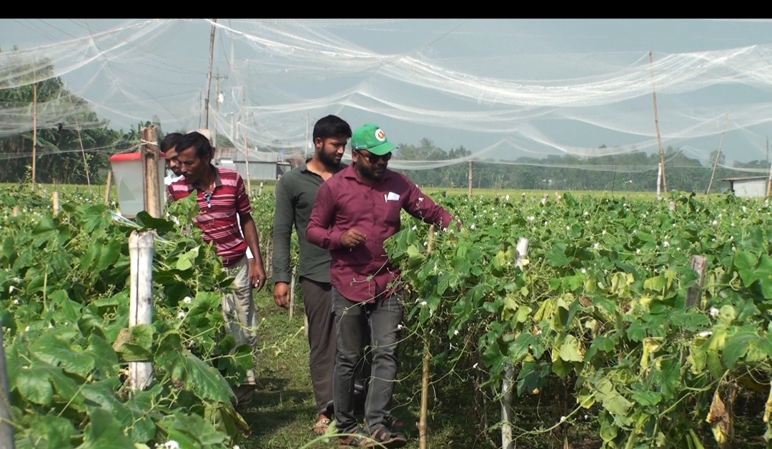 শেরপুরে আগাম শীতকালীন সবজি চাষে ব্যস্ত সময় পার করছেন কৃষকেরা