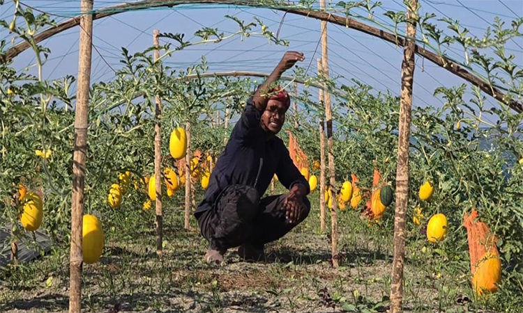 টাঙ্গাইলের চরাঞ্চলে হলুদ তরমুজ চাষে সফল সুমন মিয়া