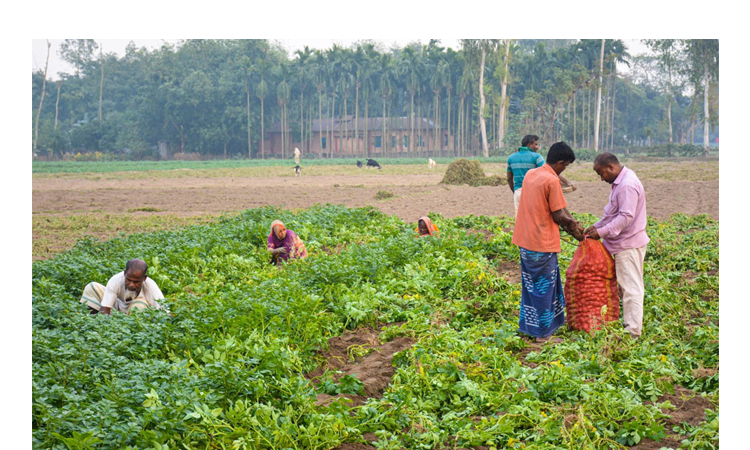 মাঠেই বিক্রি হয়ে যাচ্ছে আগাম আলু, স্বস্তিতে চাষিরা