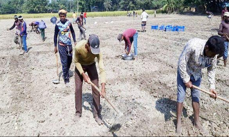 উন্নত জাতের আলু চাষে ব্যস্ত গাইবান্ধার কৃষকরা
