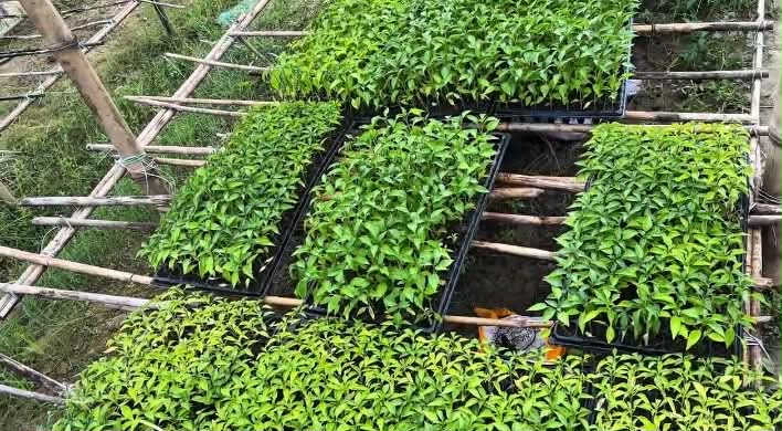 কোকোপিটে চারা উৎপাদন আধুনিক কৃষির সম্প্রসারণে নতুন সম্ভাবনা
