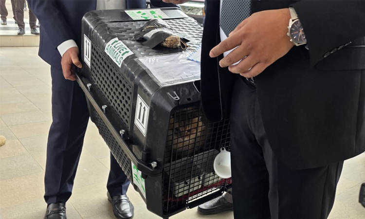 প্রিয় বিড়াল জেবুকে সঙ্গে আনলেন তারেক রহমান