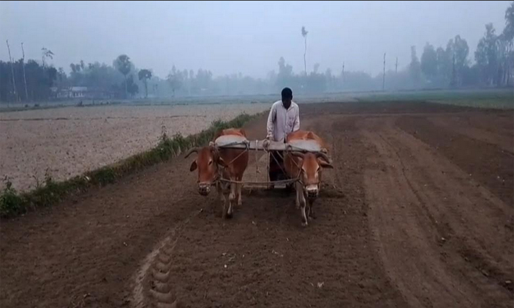 হিমেল বাতাসে কাবু কুড়িগ্রাম