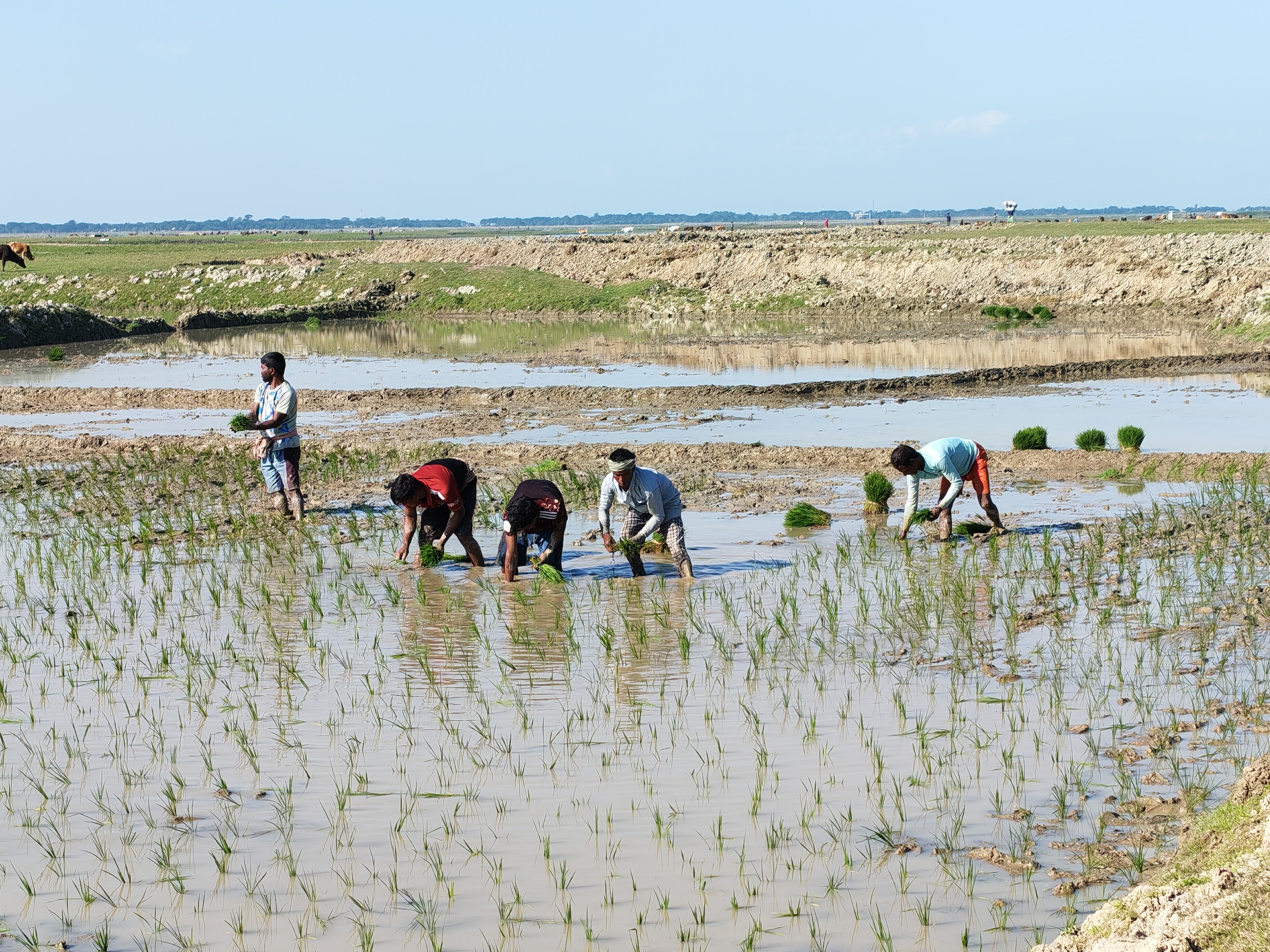 নেত্রকোণায় হাওরাঞ্চলে বোরো ধান চাষের প্রস্তুতিতে ব্যস্ত সময় পার করছেন কৃষকেরা 