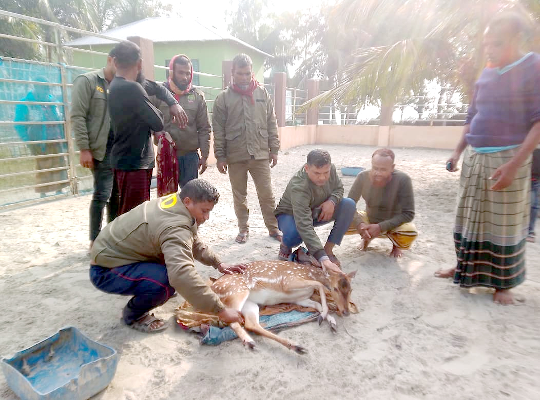 সাতক্ষীরায় সুন্দরবনের হরিণ লোকালয়ে