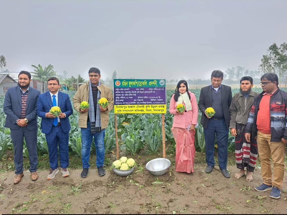দিনাজপুরে রঙিন ফুলকপি’র প্রদর্শনী 