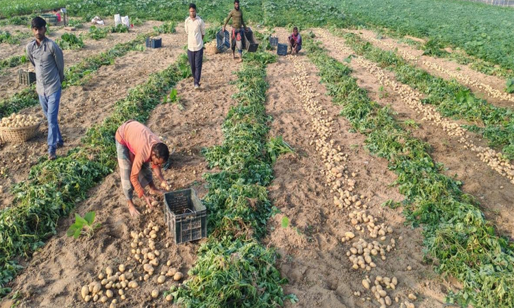 কুমিল্লায় আলুর ব্যাপক ফলন, দামে হতাশ চাষিরা