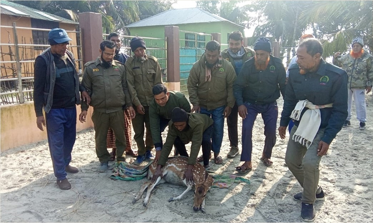 সাতক্ষীরায় সুন্দরবনের হরিণ লোকালয়ে, পরে বনে অবমুক্ত