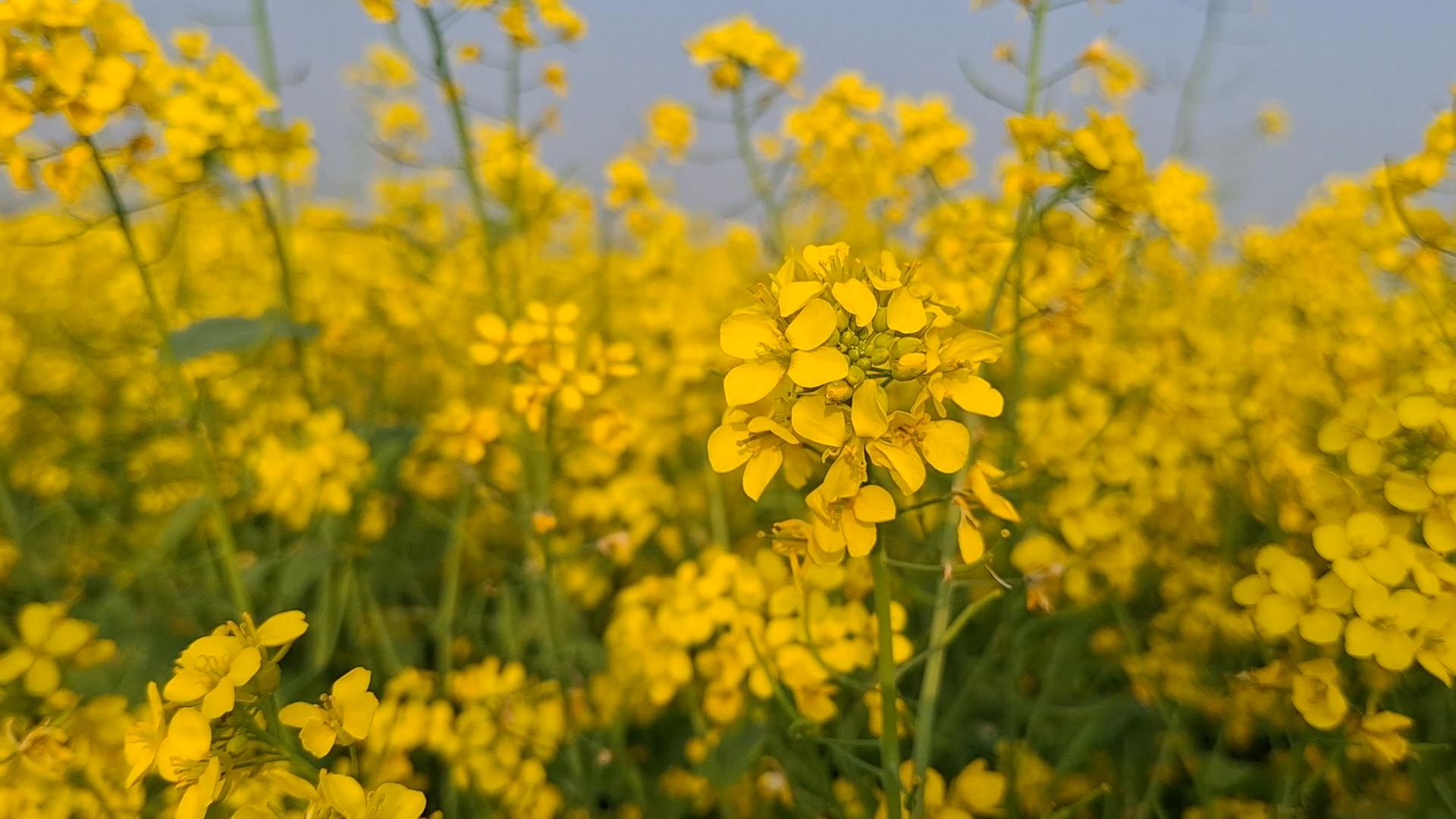 হলুদ ঢেউয়ের বুকে কৃষকের খুশির ঝিলিক