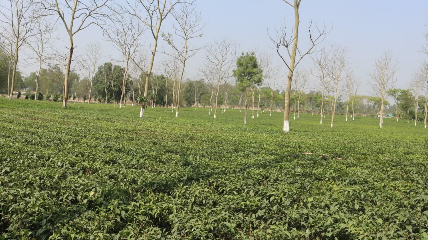 ২ মাস বন্ধ থাকবে উত্তরাঞ্চলের চা শিল্প