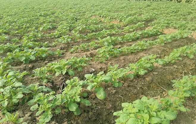 রাজশাহীতে ৩৪ হাজার হেক্টর জমিতে আলু চাষ, পরিচর্যায় ব্যস্ত কৃষকরা