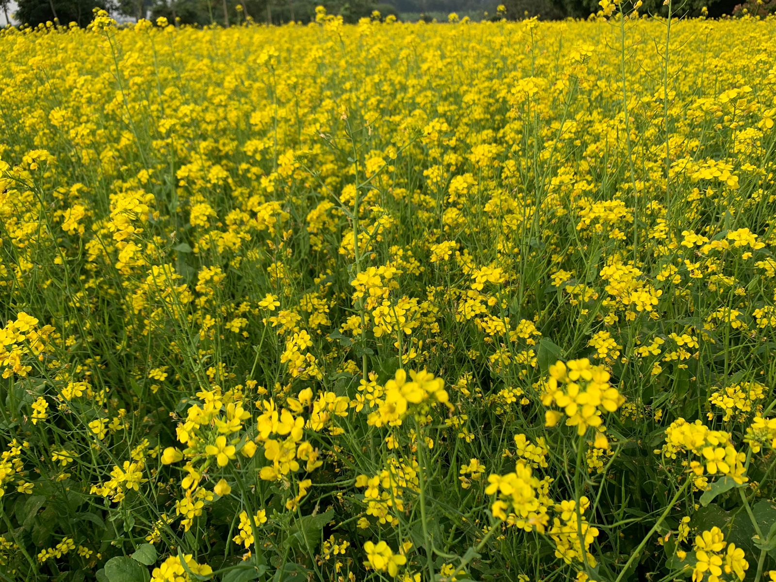 সরষের হলুদ ফুলে ডানা মেলেছে কৃষকের স্বপ্ন 