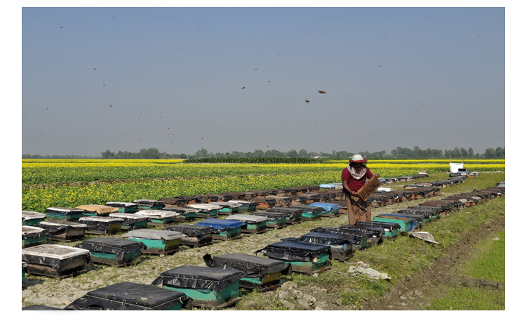 জামালপুরে মধু সংগ্রহে ব্যস্ত সময় পার করছেন মধু সংগ্রহকারীরা