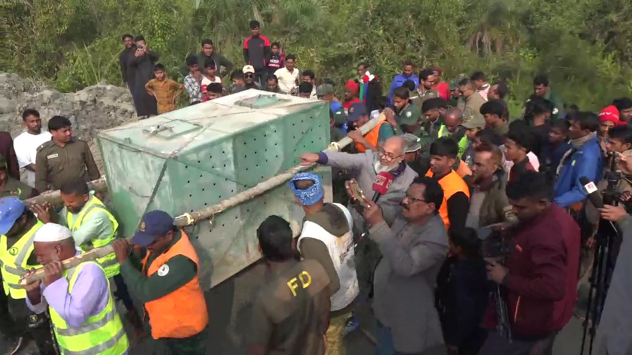 সুন্দরবনে হরিণ শিকারিদের ফাঁদ থেকে ২৪ ঘণ্টা পর বাঘিনী উদ্ধার