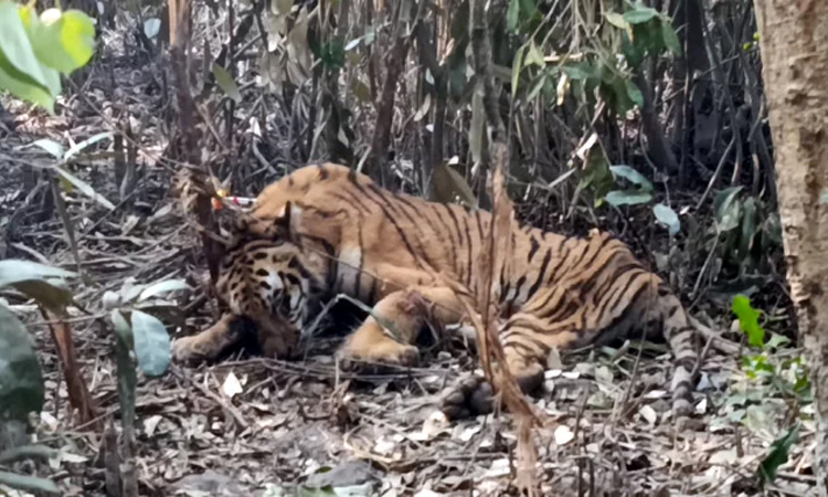 সুন্দরবনে শিকারির ফাঁদে আটকা বাঘ উদ্ধার