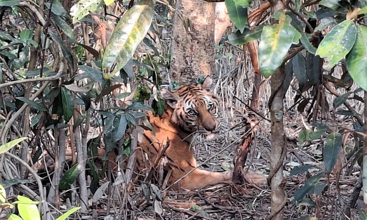 সুন্দরবনে শিকারির ফাঁদে আটকা বাঘ উদ্ধার