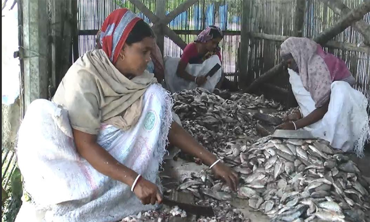 উপকূলীয় শ্যামনগরের নারীদের জীবন বদলে দিয়েছে কাঁকড়ার খামার