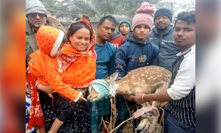 সুন্দরবন সাতক্ষীরা রেঞ্জ থেকে লোকালয়ে আসা হরিণটি সুন্দরবনে অবমুক্ত