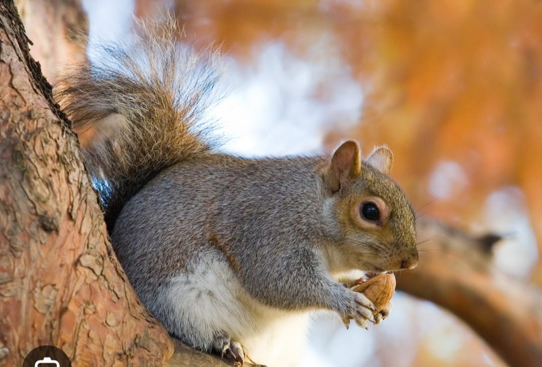কাঠবিড়ালির আক্রমণ বন্ধে প্রতিকার খুঁজছে ফেনী হর্টিকালচার সেন্টার 
