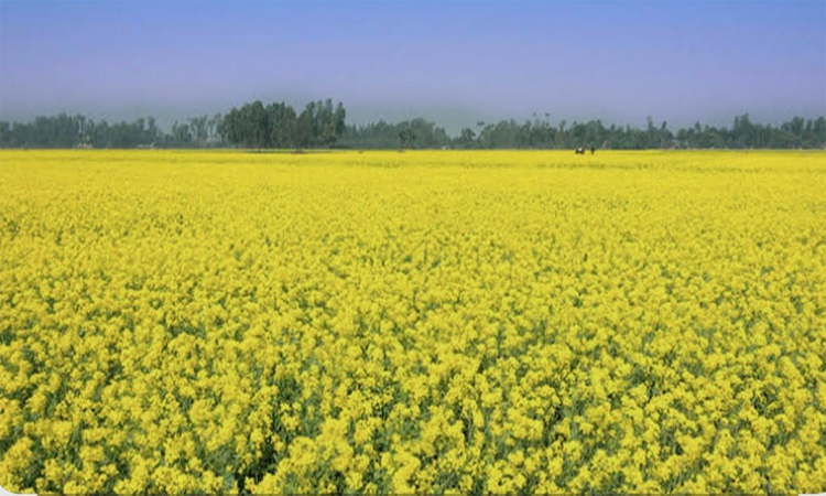 রাজশাহীতে ব্যাপক পরিসরে সরিষা চাষ, মাঠে মাঠে হলুদের সমারোহ