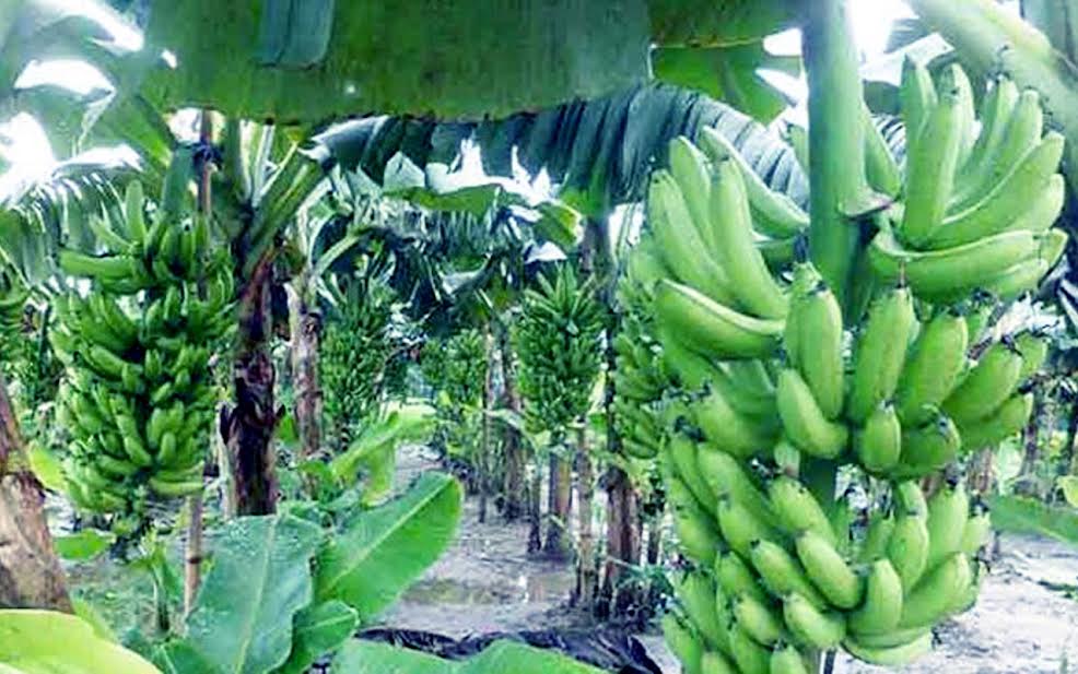 রংপুরে লাভজনক কলা চাষে ঝুঁকছে কৃষক