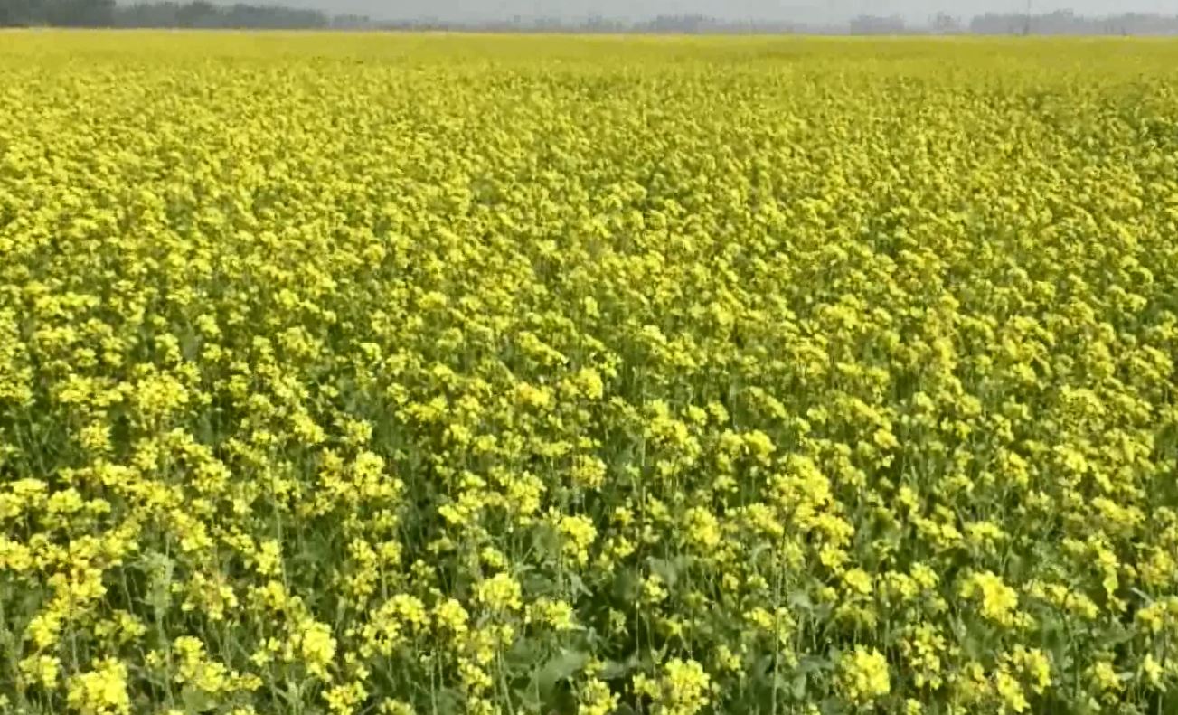 সরিষা ফুলের মধুর চাষে সাতক্ষীরার অর্থনীতিতে বড় পরিবর্তনের সম্ভাবনা 