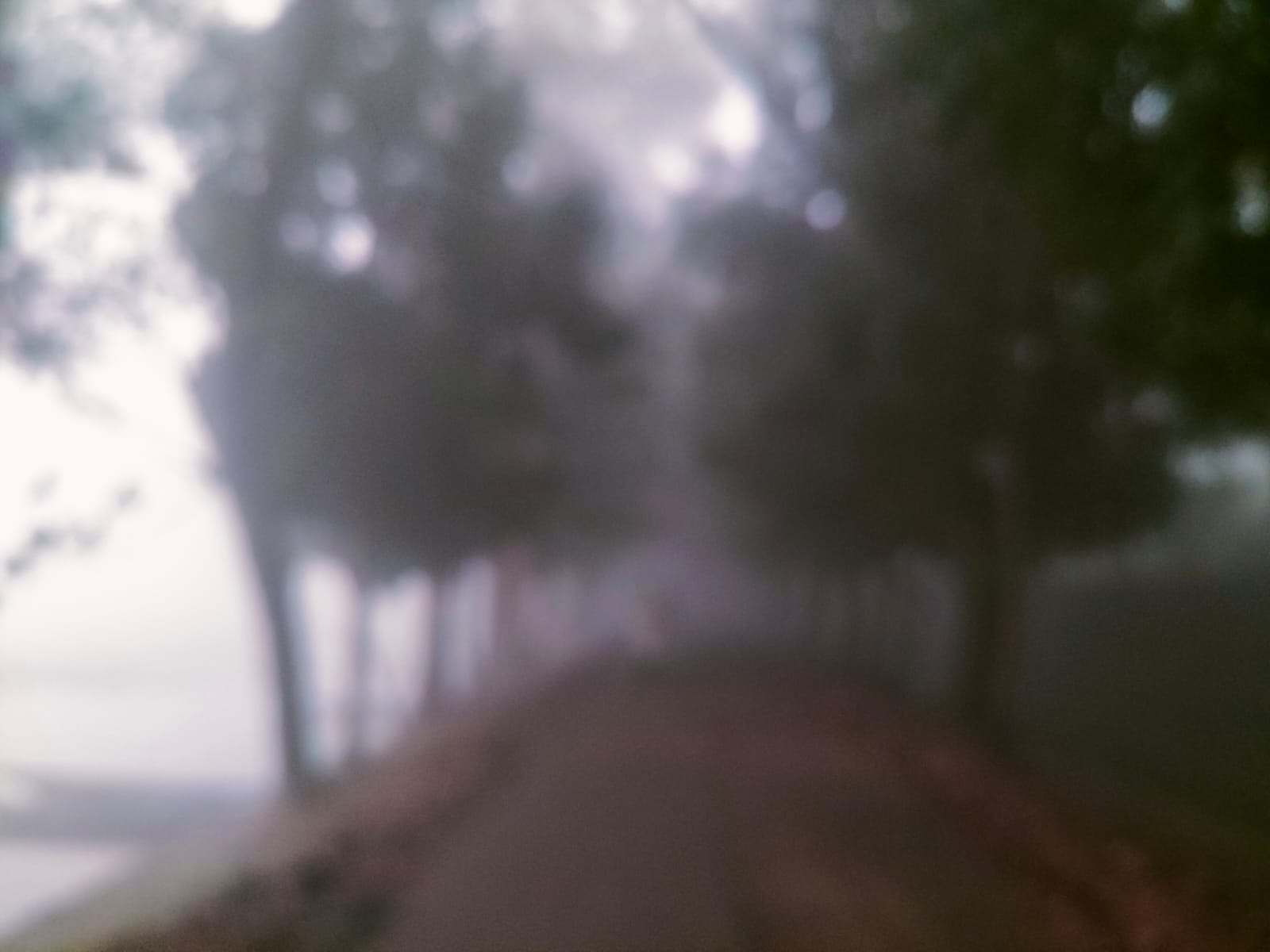 সুনামগঞ্জে জেঁকে বসেছে শীত, কুয়াশা ও শিশিরে নষ্ট হচ্ছে বীজতলা