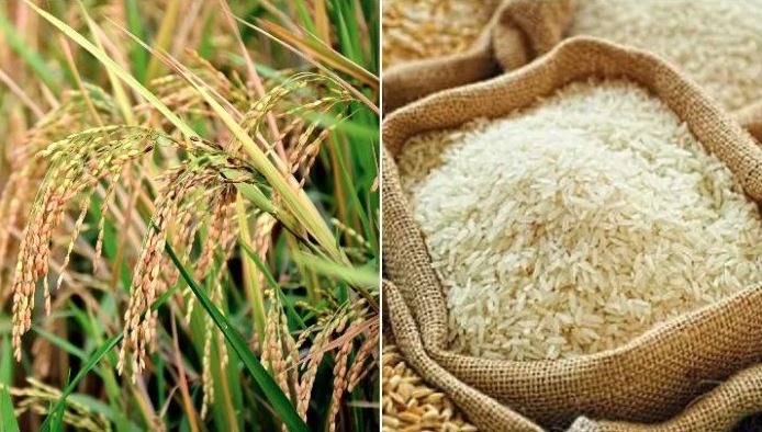 মানিকগঞ্জে বোরো ধান-চাল সংগ্রহ লক্ষ্যমাত্রা ছাড়িয়েছে 