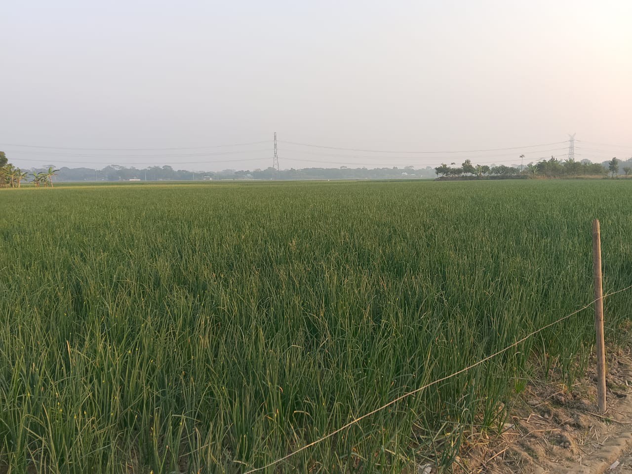 শরীয়তপুরে লক্ষ্যমাত্রার চেয়ে বেশি পেঁয়াজ চাষ