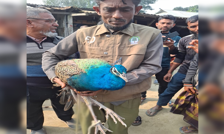 কুড়িগ্রামে বিরল প্রজাতির ময়ূর উদ্ধার