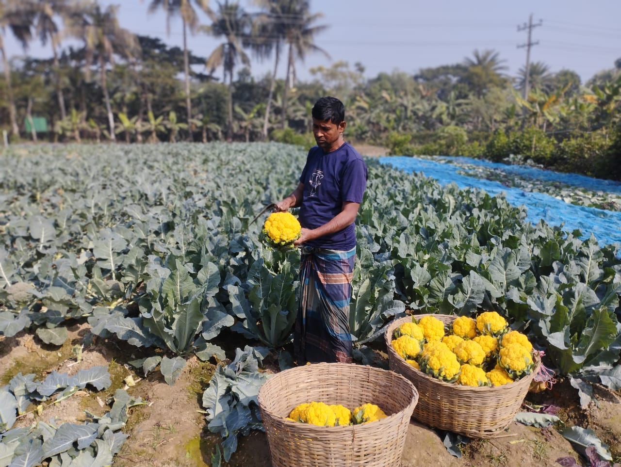 রঙিন ফুলকপি চাষে খুলনার কৃষকদের মুখে হাসি 