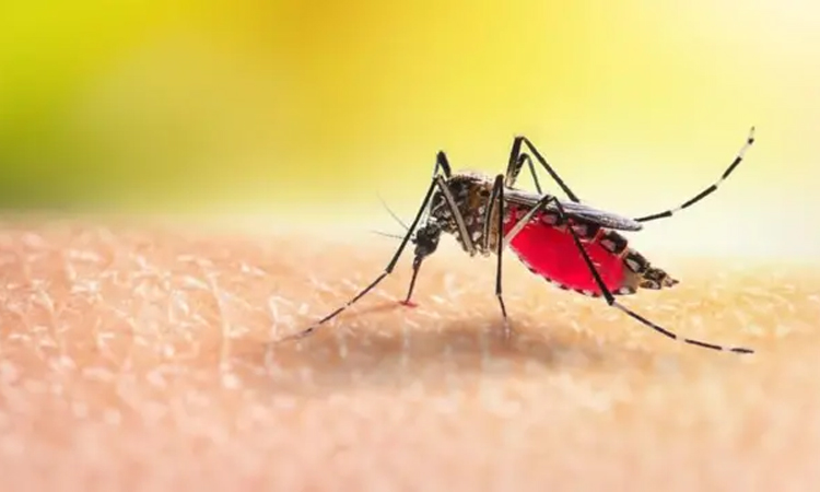 বর্তমানে ডেঙ্গু আর মৌসুমি রোগ নয়, বছরব্যাপী স্বাস্থ্যঝুঁকি