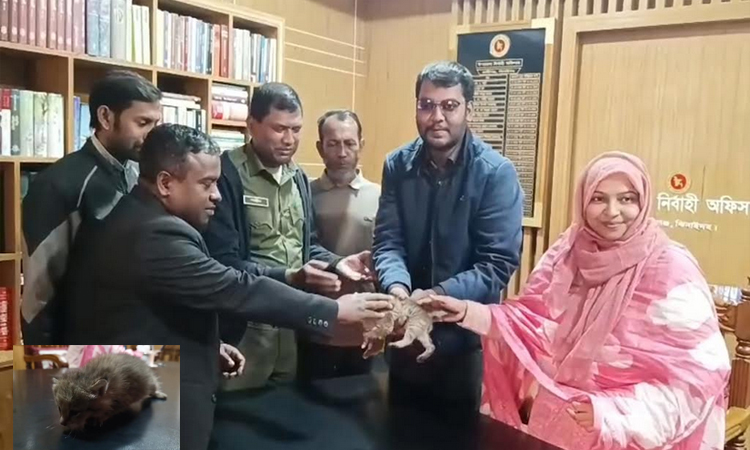ঝিনাইদহে রাস্তায় পাওয়া মেছো বিড়ালের ঠাঁই মিললো খুলনা বন বিভাগে