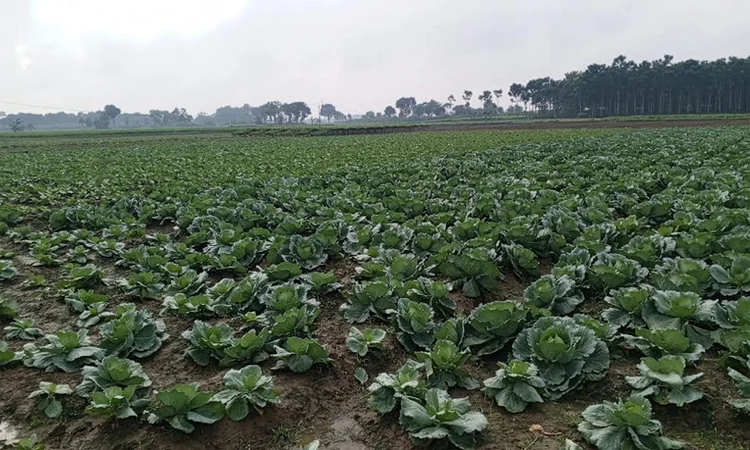 নড়াইলে শীতকালীন শাক সবজির ব্যাপক ফলনের সম্ভাবনা
