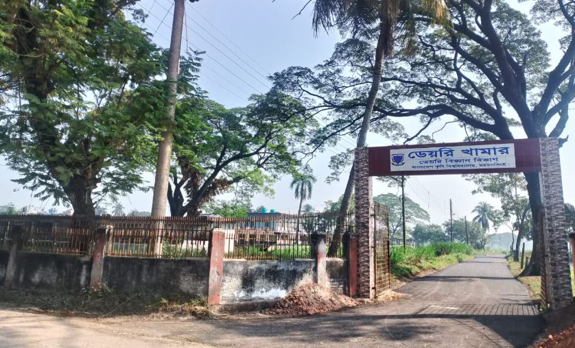 শিক্ষা ও গবেষণায় বিশেষ ভূমিকা রাখছে বাকৃবির ডেইরি ফার্ম