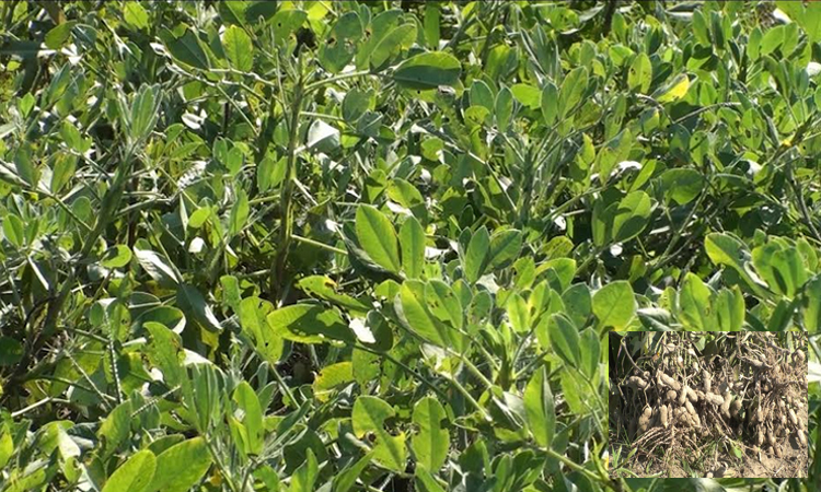 শেরপুরের চরাঞ্চলে দেশি চীনা বাদাম চাষে আগ্রহ বাড়ছে কৃষকের 