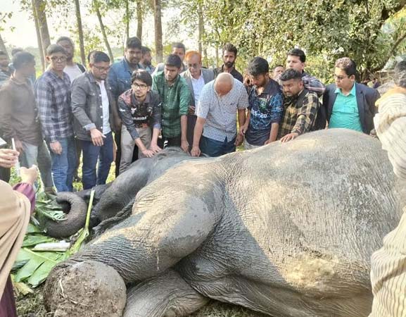 সিলেটে ট্রেনের ধাক্কায় খাদে পড়া হাতি উদ্ধার