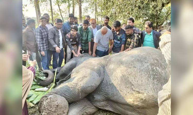 সিলেটে ট্রেনের ধাক্কায় ডোবায় পড়া হাতিটি মারা গেছে